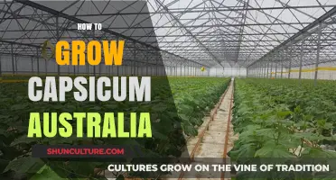 Growing Capsicums in Australia: A Step-by-Step Guide