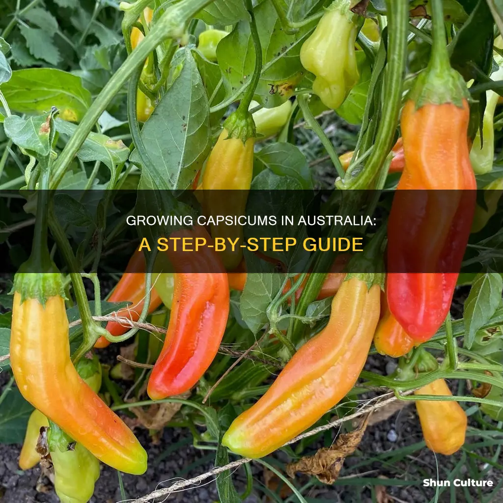 how to grow capsicum australia