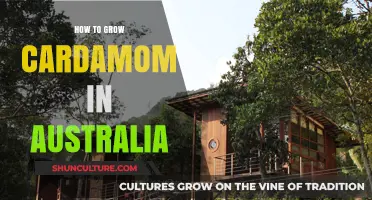 Grow Cardamom in Australia: A Comprehensive Guide