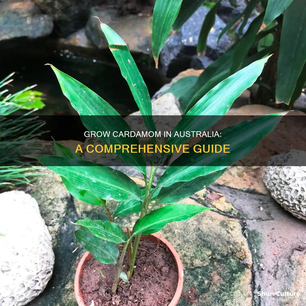 how to grow cardamom in australia