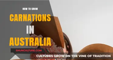 Growing Carnations in Australia: A Step-by-Step Guide