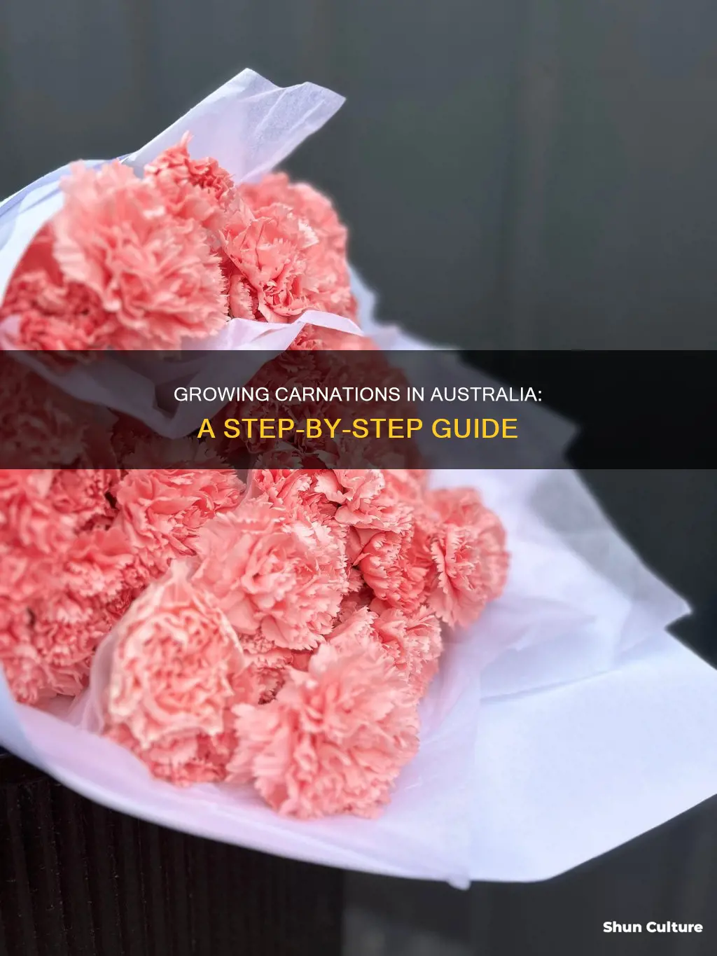 how to grow carnations in australia