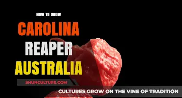 Grow Carolina Reaper in Australia: A Step-by-Step Guide