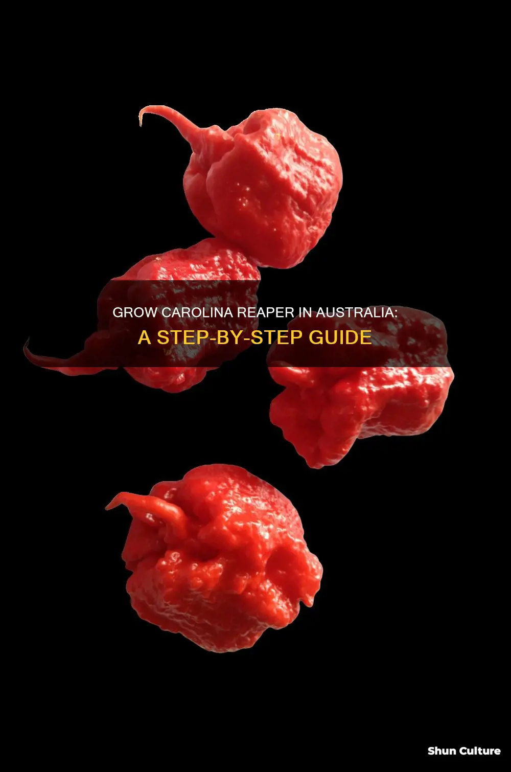 how to grow carolina reaper australia