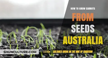 Growing Carrots from Seeds: A Guide for Australian Gardeners