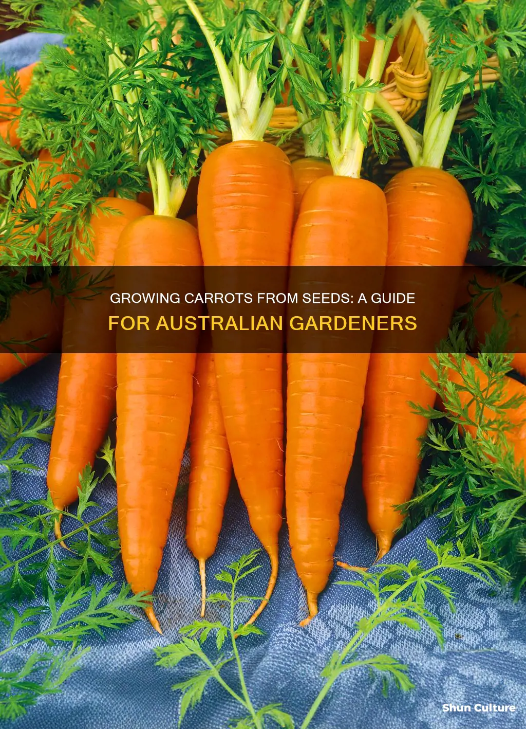 how to grow carrots from seeds australia