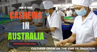 Grow Your Own Cashews in Australia: A Guide