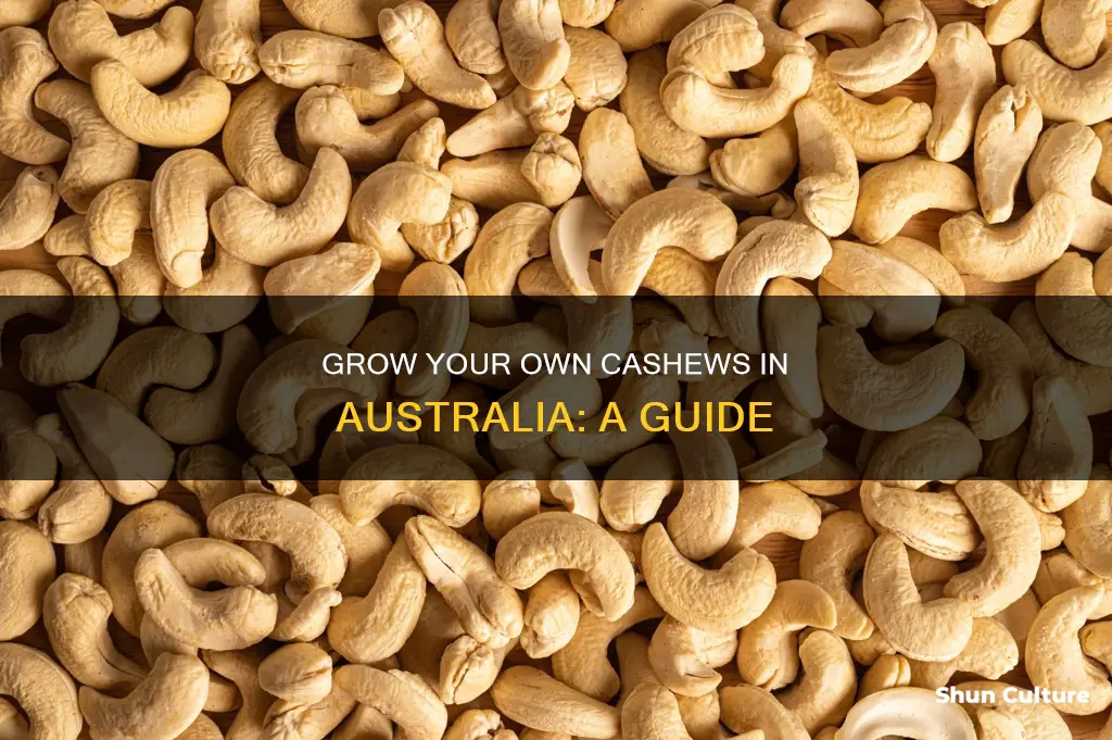 how to grow cashews in australia