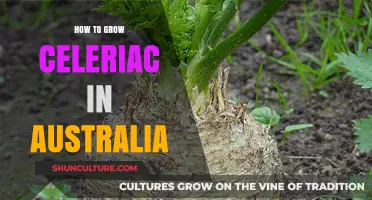 Growing Celeriac in Australia: A Step-by-Step Guide