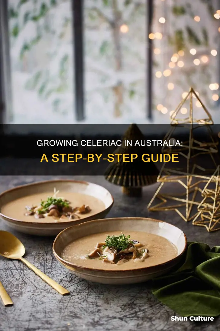 how to grow celeriac in australia