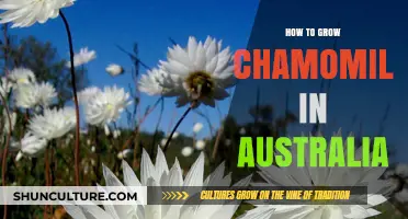 Growing Chamomile in Australia: A Comprehensive Guide