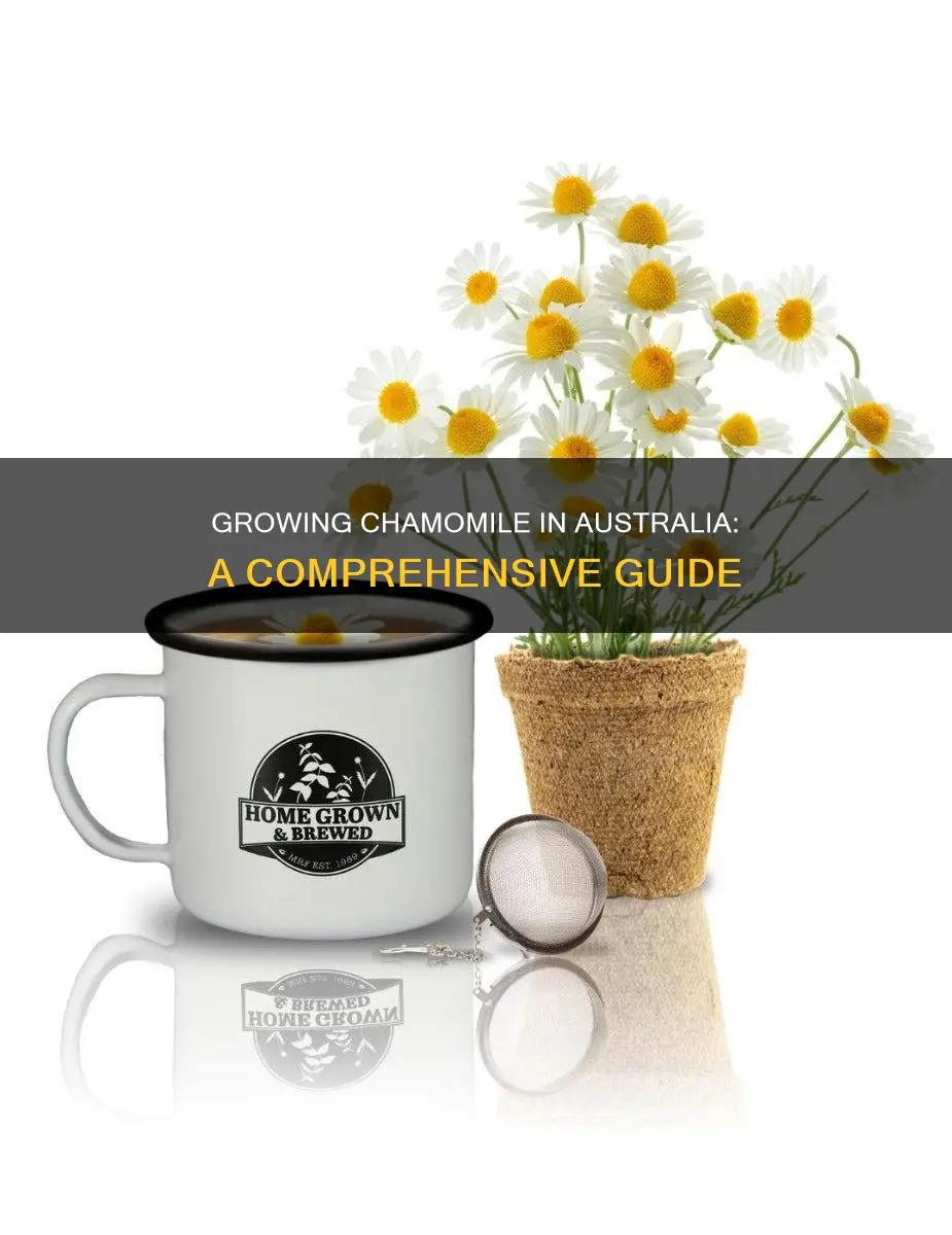 how to grow chamomile in australia