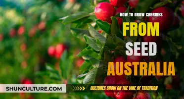 Growing Cherries from Seeds: An Australian Guide