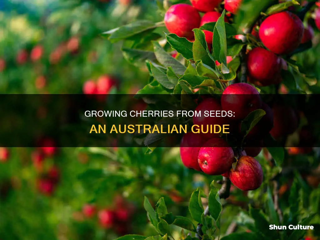 how to grow cherries from seed australia