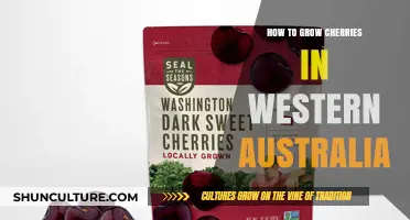 Grow Cherries in Western Australia: A Step-by-Step Guide