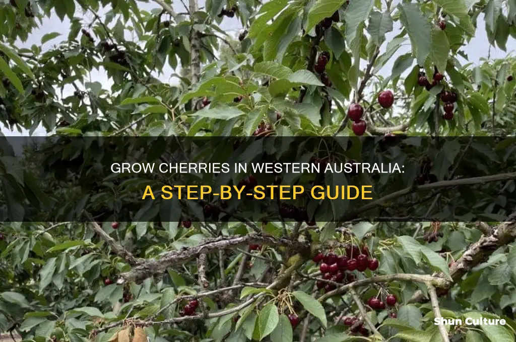 how to grow cherries in western australia