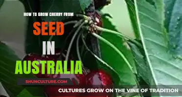 Growing Cherries from Seeds in Australia: A Guide