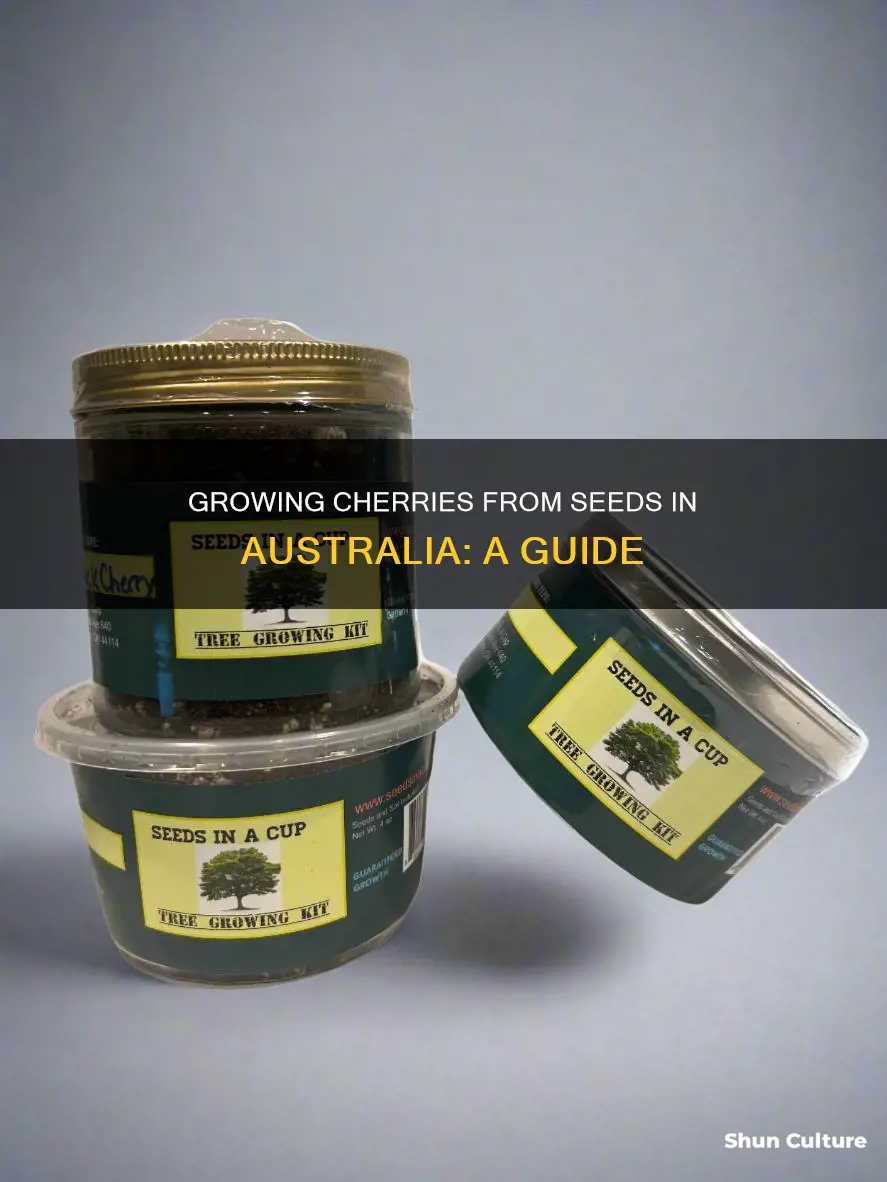 how to grow cherry from seed in australia