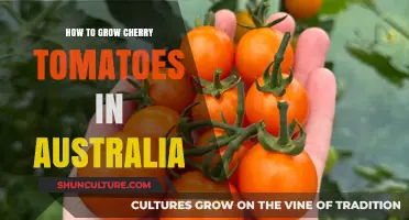 Grow Cherry Tomatoes: Australia's Guide to Sweet Success