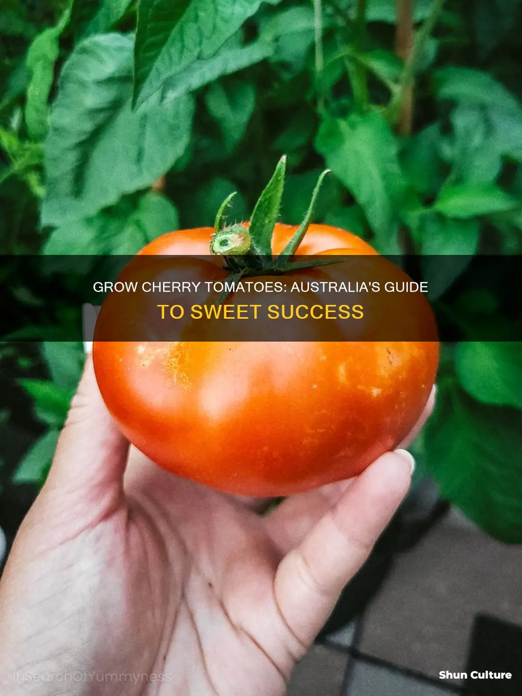 how to grow cherry tomatoes in australia