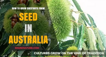 Growing Chestnuts from Seeds in Australia: A Guide