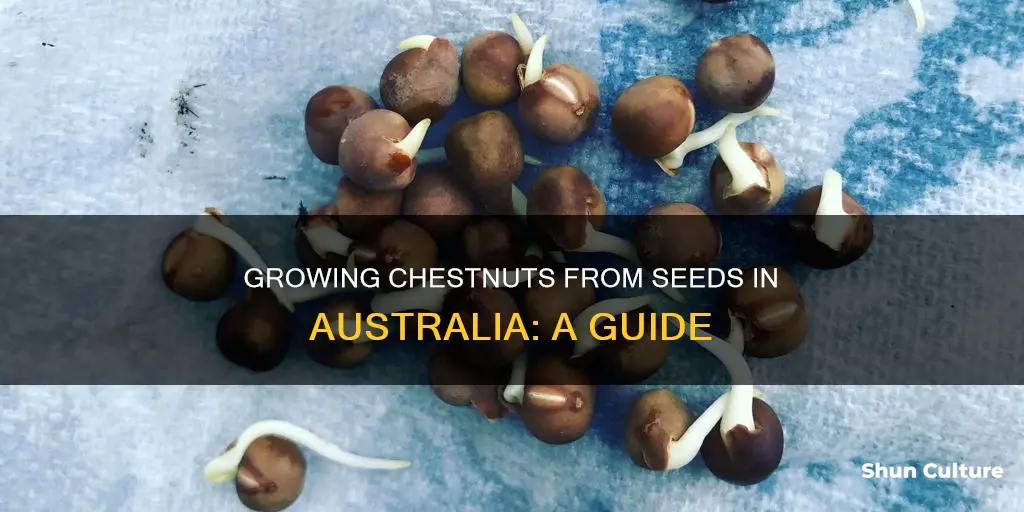 how to grow chestnuts from seed in australia