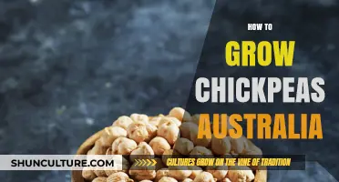 Growing Chickpeas in Australia: A Comprehensive Guide