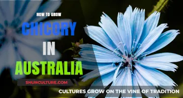 Growing Chicory in Australia: A Step-by-Step Guide