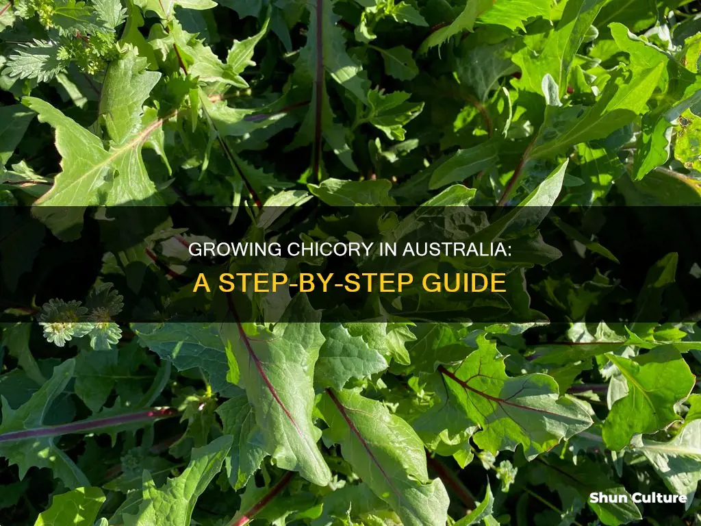 how to grow chicory in australia