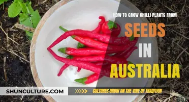 Growing Chilli Plants: An Australian Seed-Starting Guide