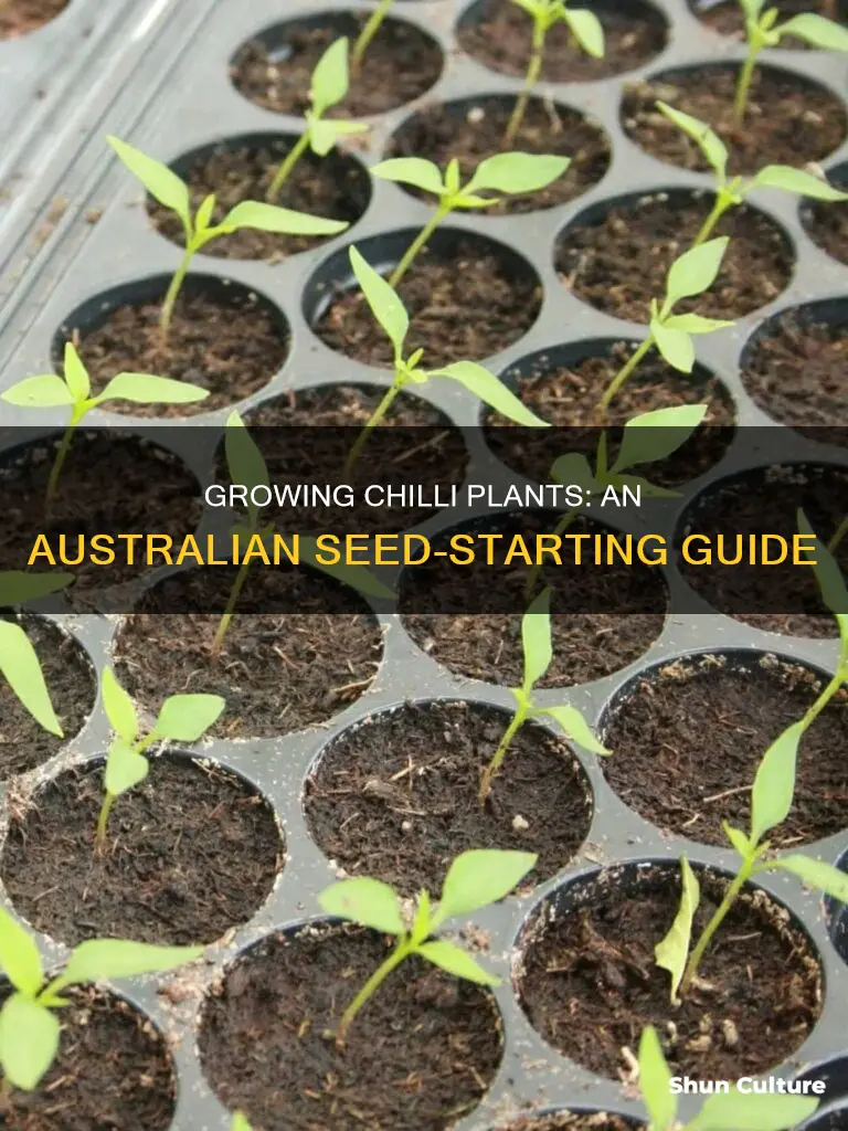 how to grow chilli plants from seeds in australia