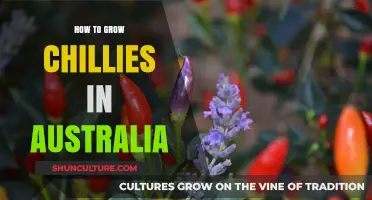 Growing Chillies Down Under: A Beginner's Guide