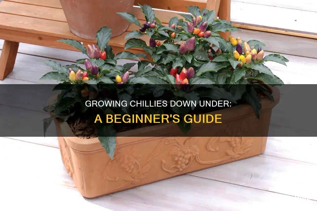 how to grow chillies in australia