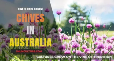 Growing Chinese Chives in Australia: A Step-by-Step Guide
