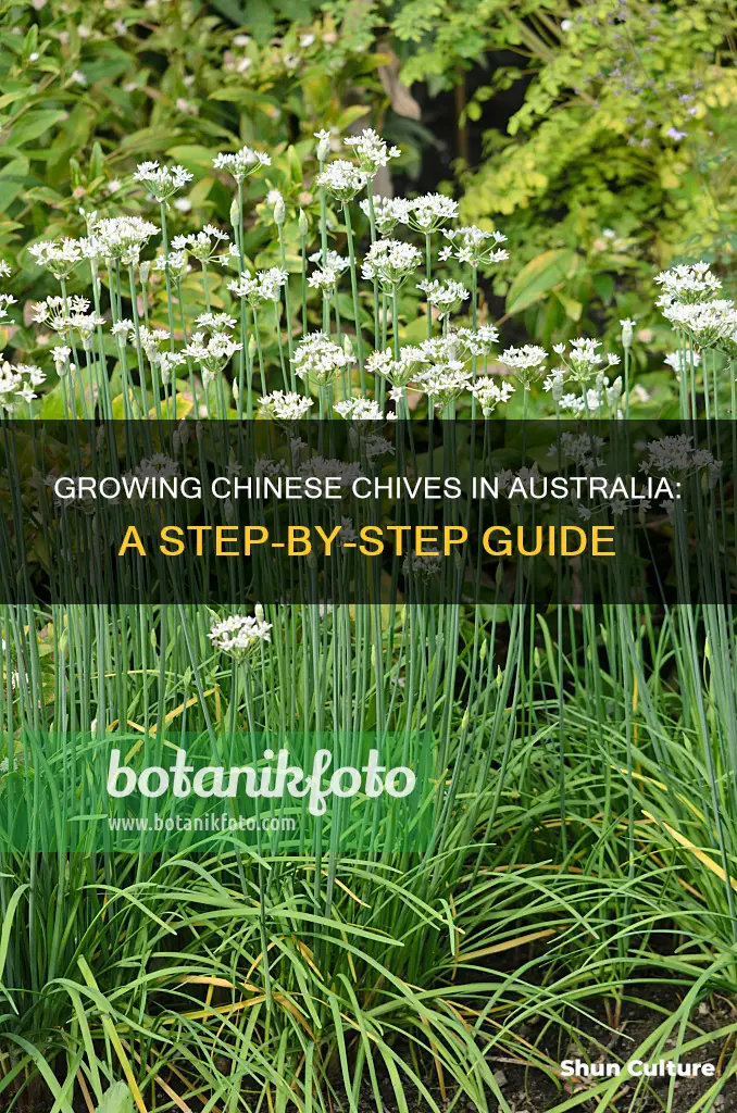 how to grow chinese chives in australia