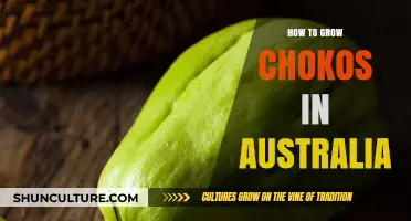 Growing Chokos in Australia: A Step-by-Step Guide