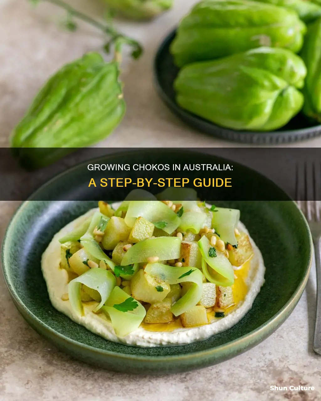 how to grow chokos in australia