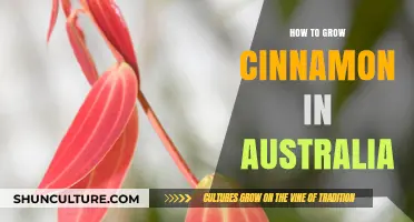 Grow Cinnamon in Australia: A Step-by-Step Guide