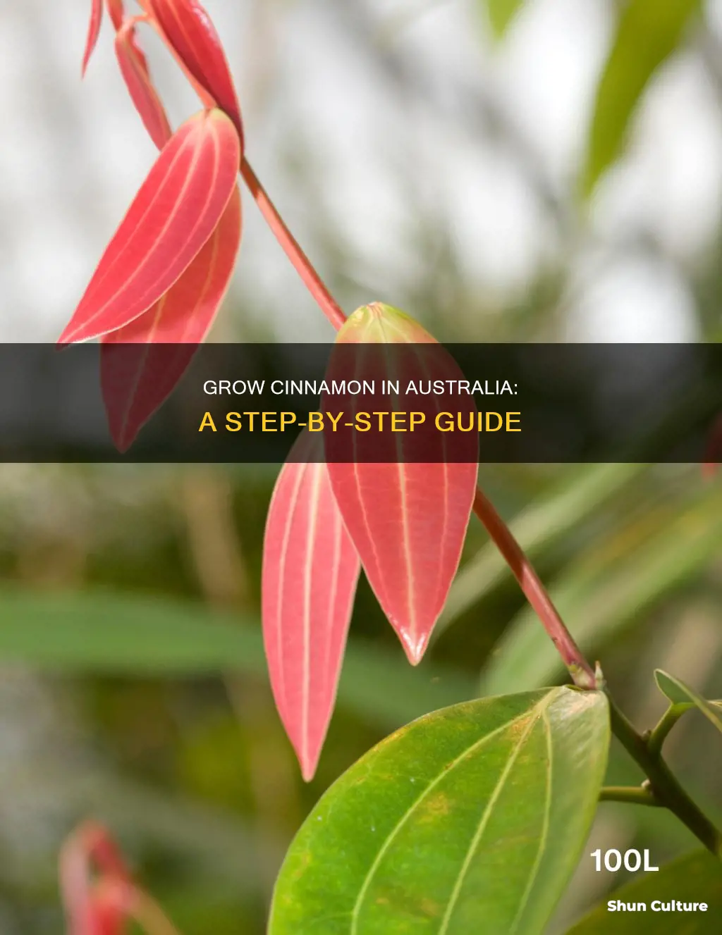 how to grow cinnamon in australia