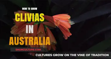 Clivias: An Australian Guide to Growing Success