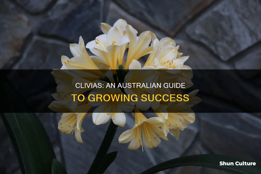 how to grow clivias in australia