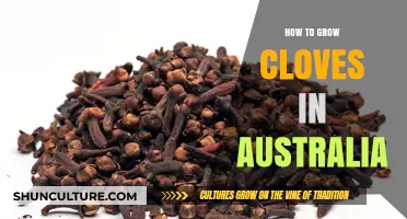 Grow Cloves in Australia: A Step-by-Step Guide