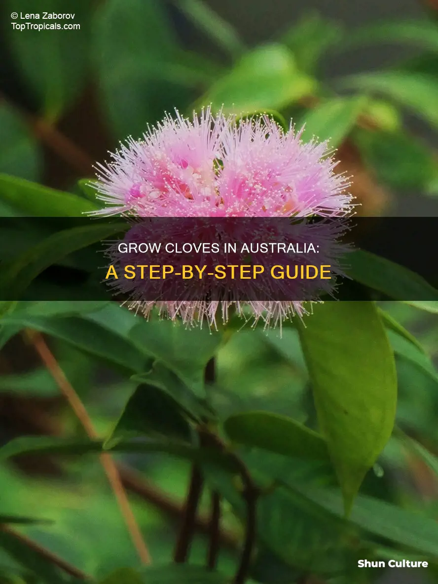 how to grow cloves in australia