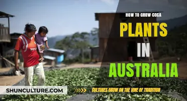 Growing Coca Plants in Australia: A Step-by-Step Guide