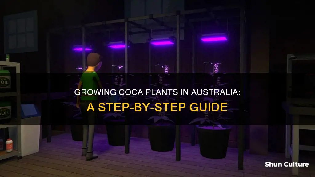 how to grow coca plants in australia