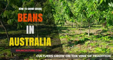 Growing Cocoa Beans in Australia: A Step-by-Step Guide