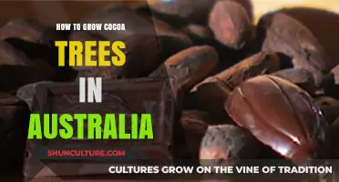 Growing Cocoa Trees in Australia: A Comprehensive Guide