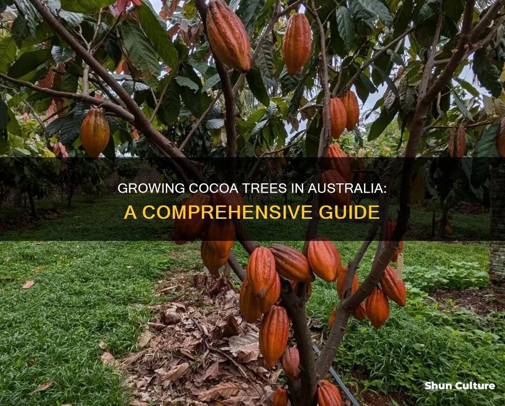 how to grow cocoa trees in australia
