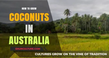 Grow Coconuts in Australia: A Step-by-Step Guide