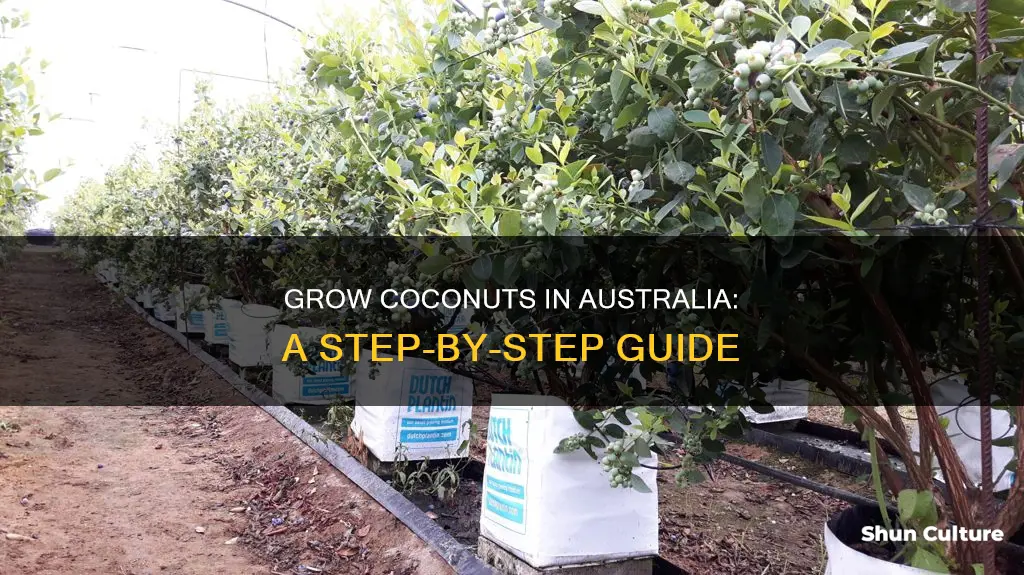how to grow coconuts in australia